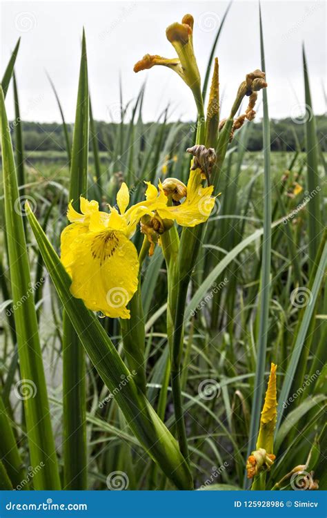 Yellow Iris Flower Water Flag Stock Photo Image Of Beautiful