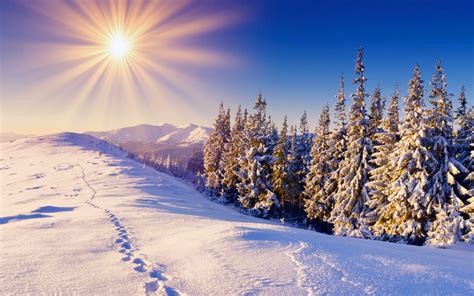 Warm Winter Sunny Day Wonderful Shiny White Snow