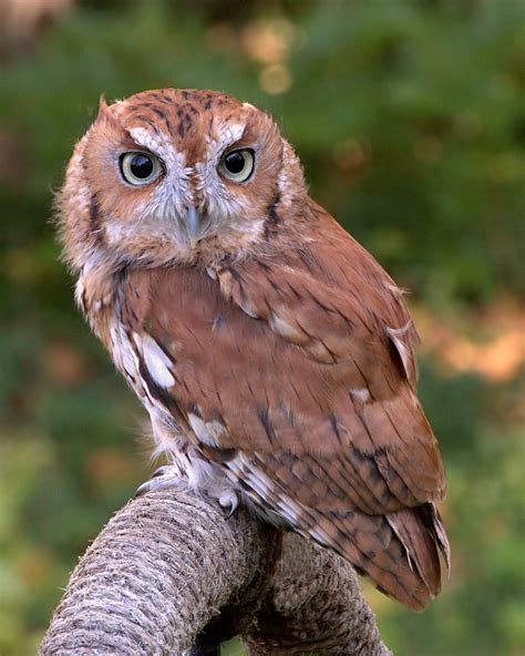 An owl of the species tyto alba, often having a white face and commonly found in barns and other farm buildings. Screech owl - Wikipedia