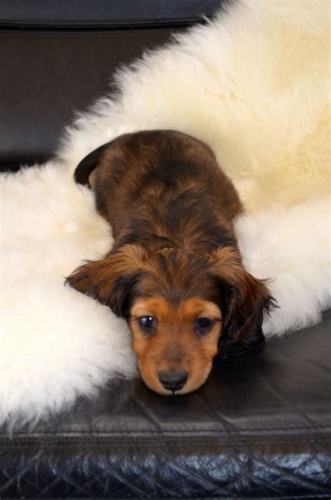 Ziva 8 Week Old Long Hair Miniature Dachshund Dachshund Daschund