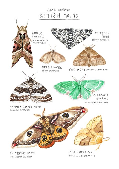 Moth Species Art Print A4 Size Etsy Uk Moth Species Moth Art Moth