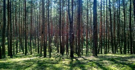 Free Stock Photo Of Forrest Straight Trees