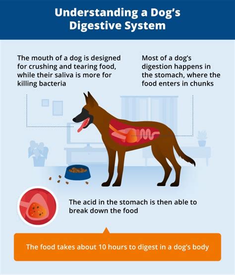 Vomiting And Diarrhea In Dogs Canna Pet Diarrhea In Dogs Dogs Pets