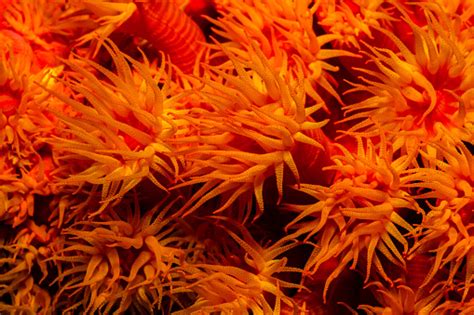 Orange Cup Coral Tubastraea Coccinea Feeding In Daytime Komodo National