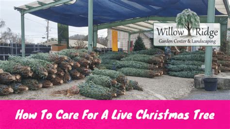 How To Care For A Live Christmas Tree Willow Ridge Garden Center