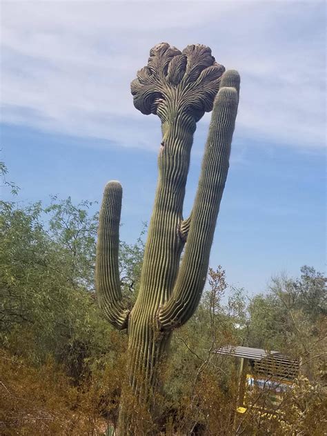 This mutated Crested Saguaro Cactus : mildlyinteresting