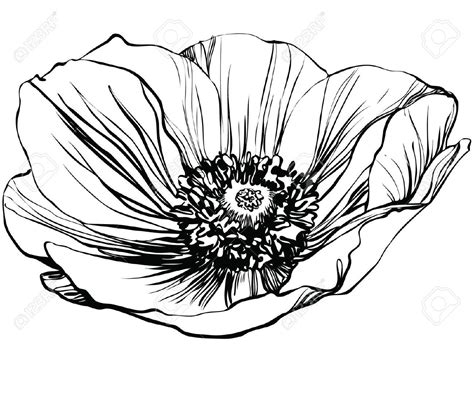 A Black And White Picture Poppy Flower Flower Line Drawings Poppy