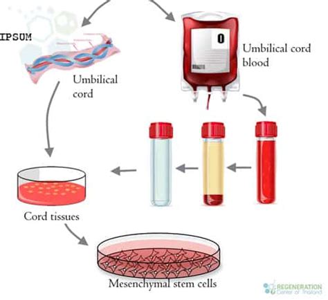 Unlocking The Potential Of Peripheral Blood Stem Cells