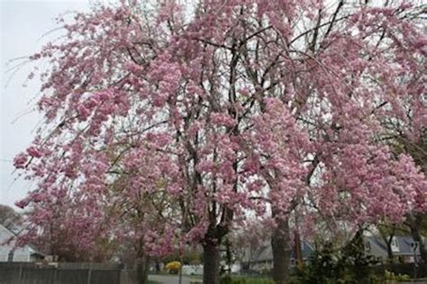 These gorgeous pink flowers bloom in delicate clusters that sit on long stems, which can grow to three to seven feet tall. A GUIDE TO NORTHEASTERN GARDENING: Spring Flowering Trees ...