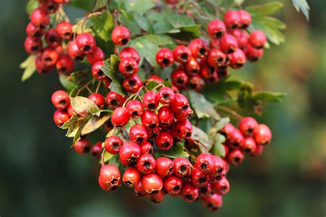 The History Mythology And Offerings Of Hawthorn