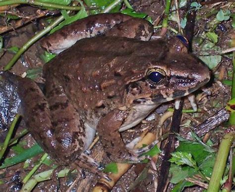 A New Way Frogs Reproduce Ask A Biologist