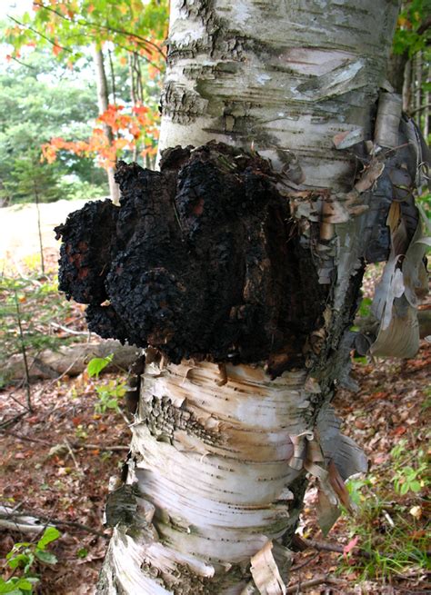 Did you know that chaga mushrooms are known to the world by a host of fancy names? Foraging for Fresh Food in Vermont - Sisler Builders Blog