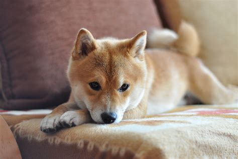 After all, with how cute and shiba inus are at the right size to be a good lap dog. 6 Incredible Facts About The Shiba Inu | Paws N Pups