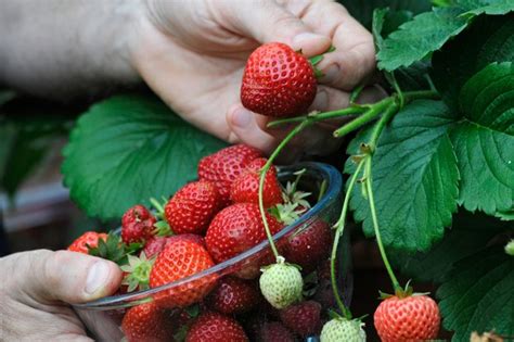 How To Grow Strawberries Bbc Gardeners World Magazine