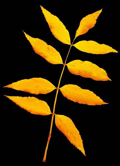 Fall Background Leaves Clip Leaf Autumn Clipart