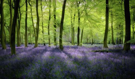 Spring Bluebell Woodlands Digital Art By Ceri Jones Fine Art America