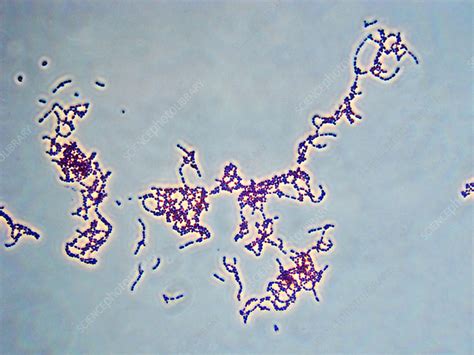 Gram Positive Bacteria Streptococcus Pyogenes Stock I