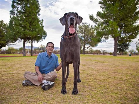 The Jungle Store The Great Dane Gentle Giant