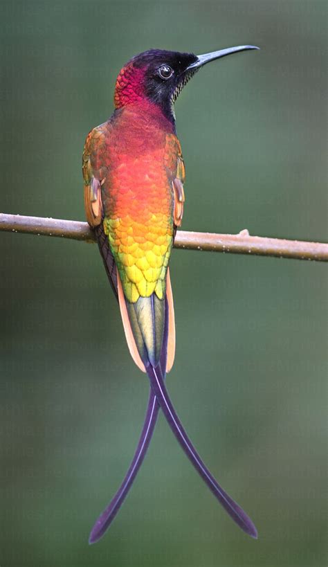 Rare Birds Exotic Birds Colorful Birds Hummingbird Pictures