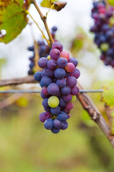 Organic Grapes At A Winery Stock Photo Image Of Blue 53878984