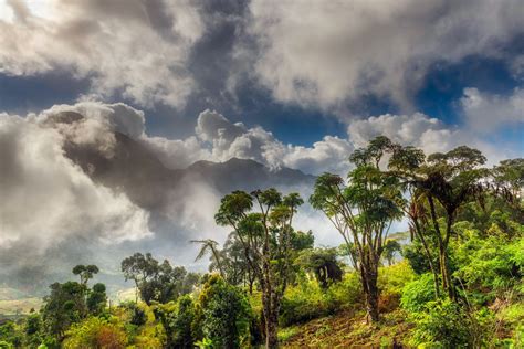 무료 이미지 경치 나무 숲 황야 구름 하늘 햇빛 아침 언덕 꽃 국가 시골의 밀림 풍경화 아프리카
