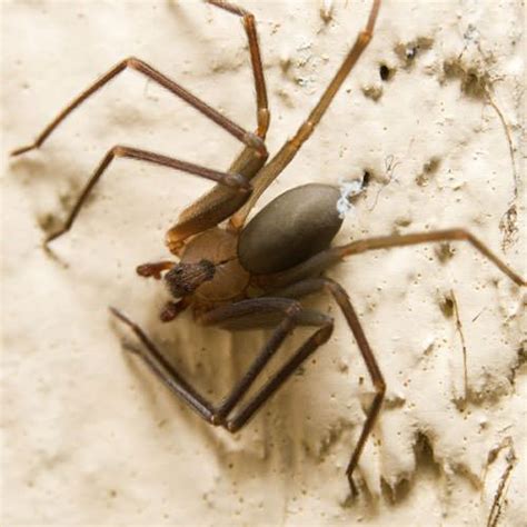 Eliminating And Preventing Brown Recluse Spider Infestations In North