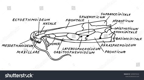 Anatomy Catfish Cranium Latin Names Black Stock Vector Royalty Free