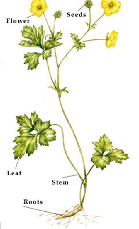There are many different types of cells in animals. How many species of plants are there?
