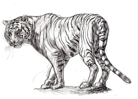 Gallery For White Tiger Drawing Sketch Tiger Drawing Tiger Sketch