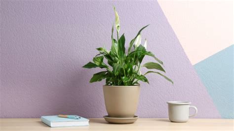 The Best 25 Plants For The Office Fairygodboss