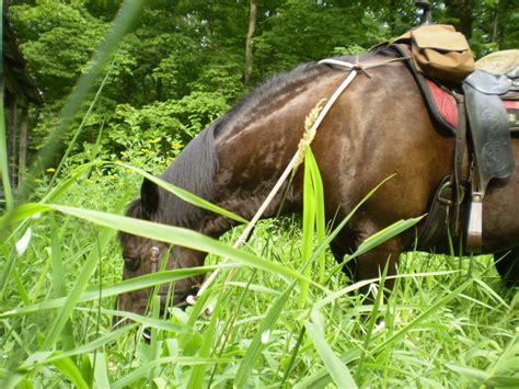 Horse Eating Grass Free Stock Photo Public Domain Pictures