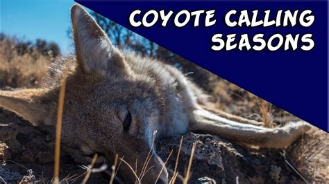 Coyote Calling Seasons Youtube