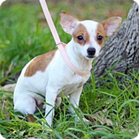Jacksonville humane society 8464 beach blvd. Jacksonville, FL - Chihuahua Mix. Meet PATCHES a Puppy for ...