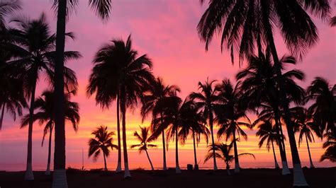 Palm Trees During Sunset Hd Palm Tree Wallpapers Hd Wallpapers Id