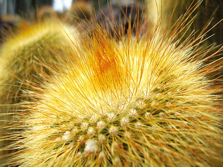 Some cacti change a lot in appearance, just like teenagers they take a while to grow into their true looks. Caplio GX8 / Digital Cameras | Ricoh Global