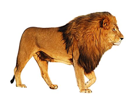 Collection Of Lion Hd Png Pluspng