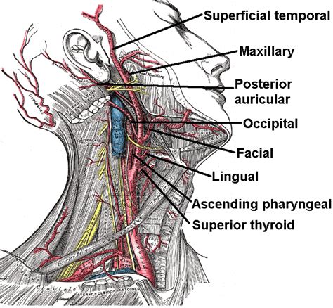 Human Anatomy How Are The Paranasal Sinuses Linked With The