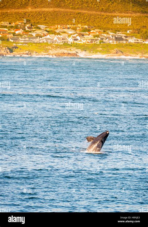 Hermanus South Africa During Whale Watching Season Stock Photo Alamy