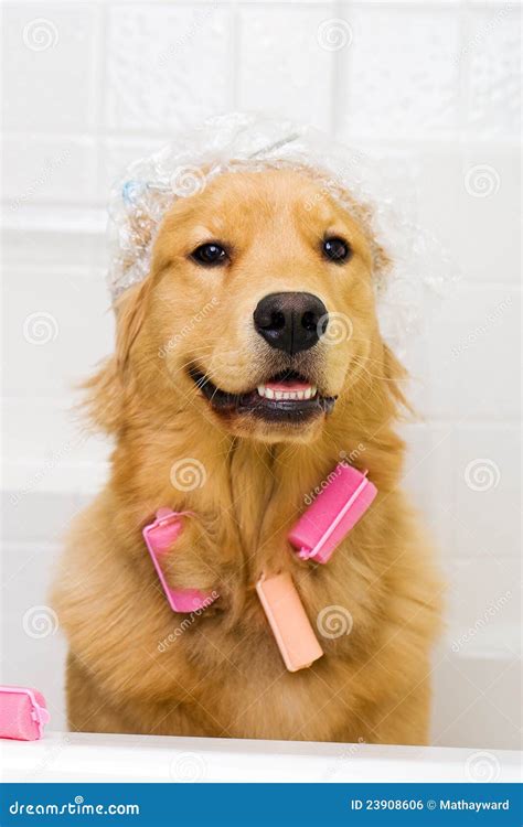 Funny Dog With Hair Curlers And A Shower Cap Royalty Free Stock Image