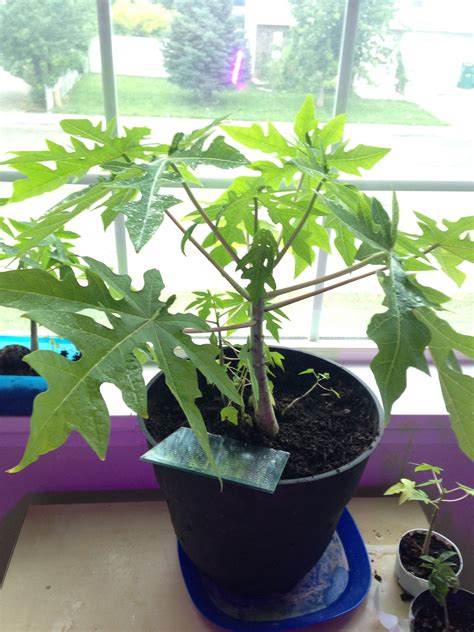 How To Plant Papaya Seeds Indoors