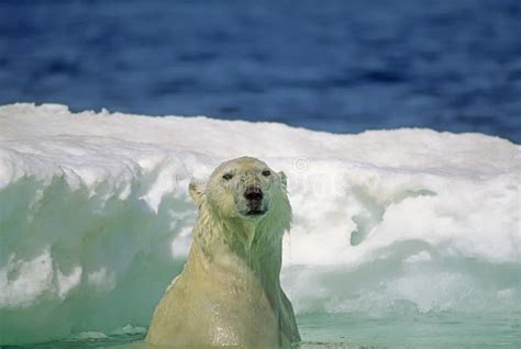 Polar Bear Swimming In Ice Floe Stock Image Image Of Arctic Ursus