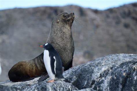 What Animals Live In Antarctica Fun Facts About Polar Wildlife