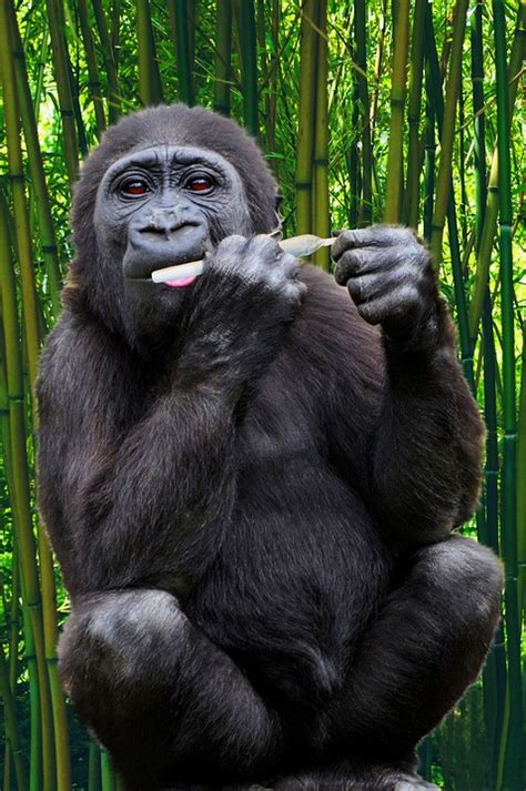 Gorila Mono Primate La Vida · Foto Gratis En Pixabay