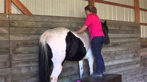 Equine Spinal Chiropractic Adjustment Youtube
