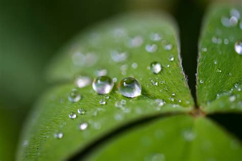 Close Up Photography Of Water Droplets On Leaf © Ines Stuart Davidson