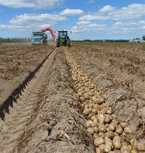 Harvesting Potatoes