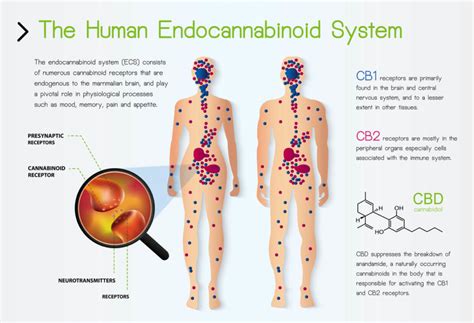the endocannabinoid system how cbd oil works laura s mercantile
