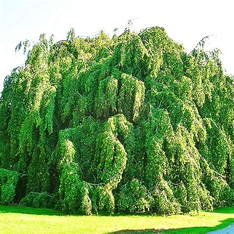 Weeping European Beech For Sale Online The Tree Center