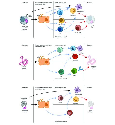different types of immune responses type 1 immune response top download scientific