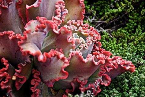 Coral Reef Red Succulent At Pilgrim Place In Claremont California